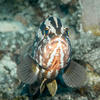 Picture taken during the dive