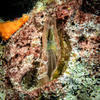 Picture taken during the dive