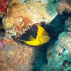 Picture taken during the dive