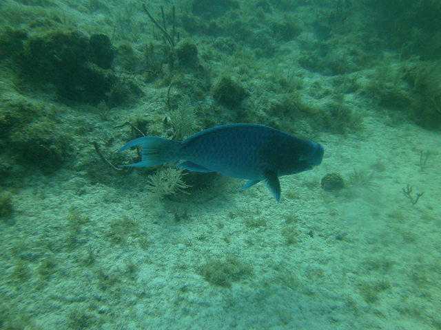 Scuba Fun - Dive Center in United States