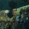 Picture taken during the dive