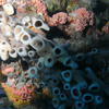 Picture taken during the dive