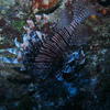 Picture taken during the dive