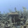 Picture taken during the dive