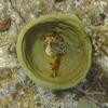 Picture taken during the dive
