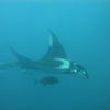 Picture taken during the dive