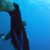 Picture taken during the dive