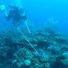 Picture taken during the dive