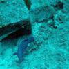 Picture taken during the dive