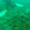 Picture taken during the dive