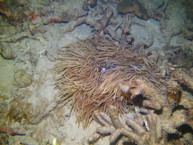 Bayu Dive Center - Dive Center in Malaysia