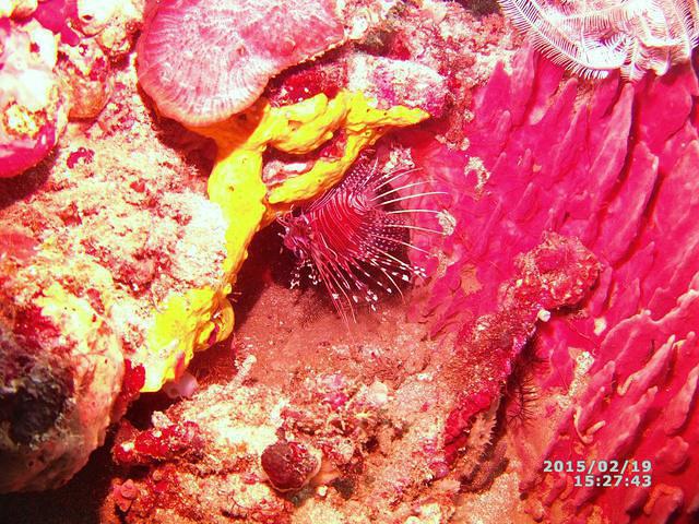 Planet Dive - Dive Center in Philippines