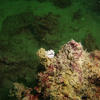Picture taken during the dive