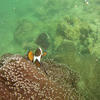 Picture taken during the dive