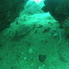 Picture taken during the dive