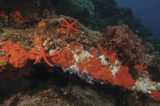 Ictinio - Dive Center in Spain