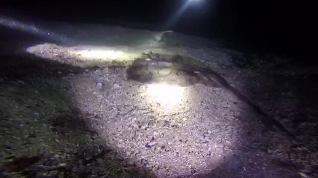 Hellfish Scuba Crew - Dive Club in Spain