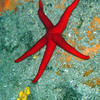 Picture taken during the dive