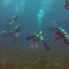 Picture taken during the dive