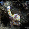 Picture taken during the dive