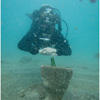 Picture taken during the dive