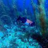 Picture taken during the dive