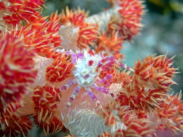 Sea Explorers Cabilao - Dive Center