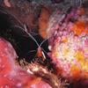 Picture taken during the dive