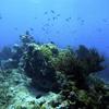 Picture taken during the dive