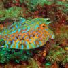 Picture taken during the dive