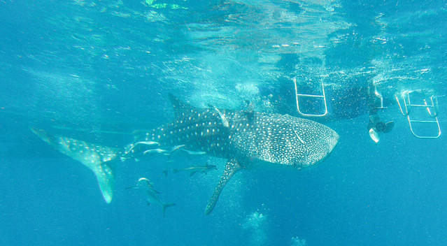 Diveasia Tioman Island - Dive Center