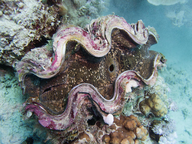 Duck's Dive Center - Dive Center in Egypt