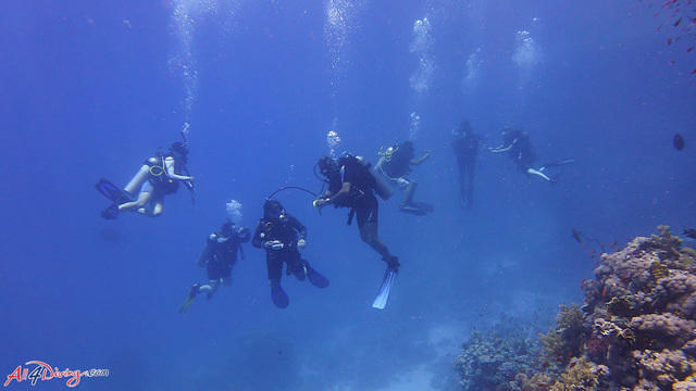 All 4 Diving Phuket - Dive Center in Thailand