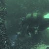Picture taken during the dive