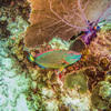 Picture taken during the dive