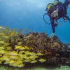 Picture taken during the dive