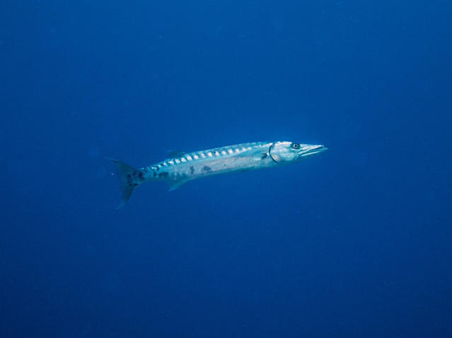 ScubaTony - Dive Center in Mexico