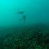 Picture taken during the dive
