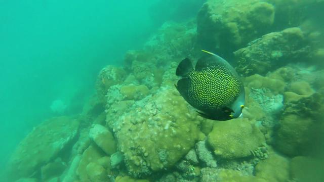 Diving in 巴西, Rio De Janeiro   Arraial Do Cabo - By Herberth