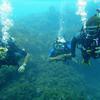 Picture taken during the dive