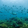 Picture taken during the dive