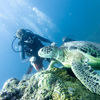 Picture taken during the dive