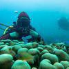 Picture taken during the dive