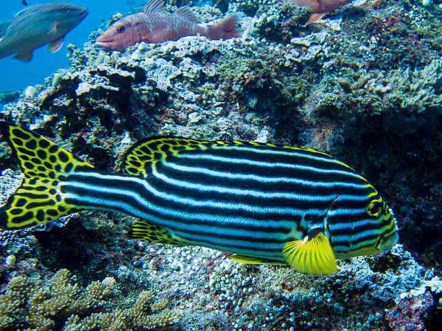 Mafia Island Sea Point - Dive Center in Tanzania