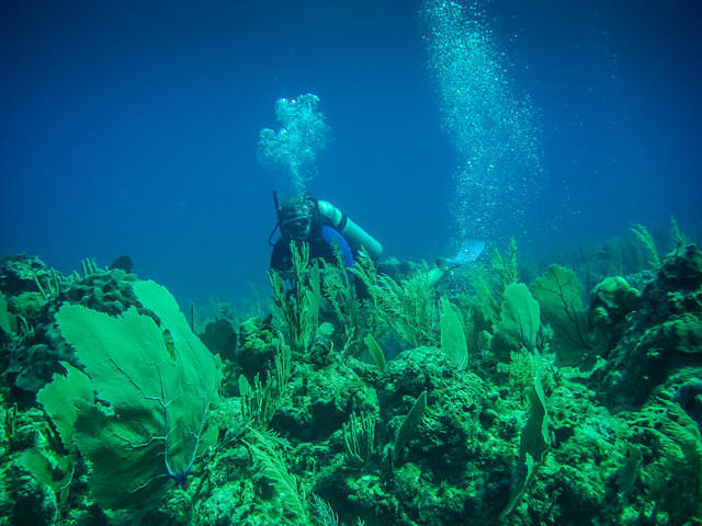 Pro Dive Mexico, SA De CV - Dive Center in Mexico