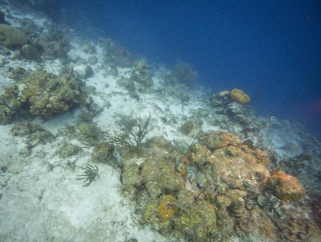 Caribbean Sea Sports - Dive Center