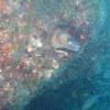Picture taken during the dive