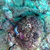 Picture taken during the dive