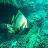 Picture taken during the dive