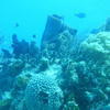 Picture taken during the dive